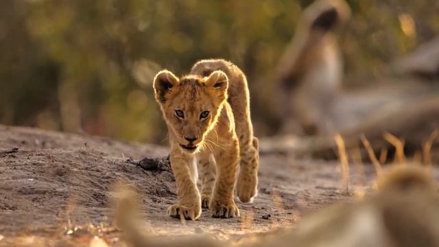 Почему Африка так называется смотреть онлайн