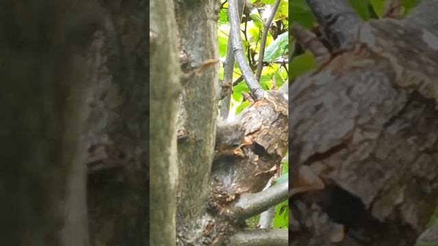 Red Cardinal#shorts #subscribe #nature #animals #shortvideo #birds смотреть онлайн