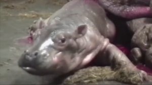 Бегемот Рожает Красивого Малыша