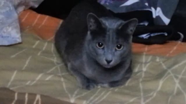 Зрачки расширяются смотреть онлайн