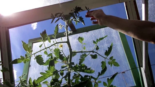 Томаты в середине лета. Прищипка верхушек смотреть онлайн