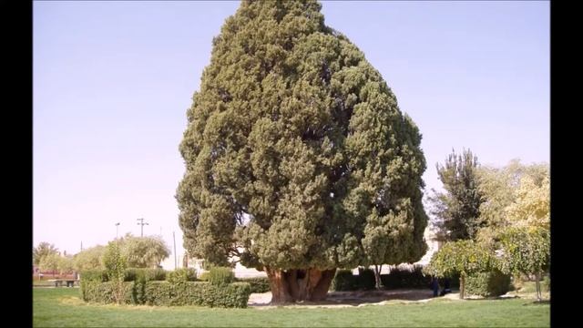 Самые старые деревья в мире смотреть онлайн
