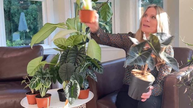 It's Raining Alocasias! | 8 Rare And Not So Rare Alocasias