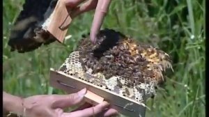 Майкопский Опорный Пункт Пчеловодства  часть 2