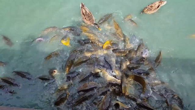 Floppy Fish Madness Episode 1: Two Rounds of Food Really Makes Them Flop смотреть онлайн
