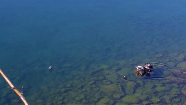 Байкальские нерпы #байкал #нерпы #кбжд