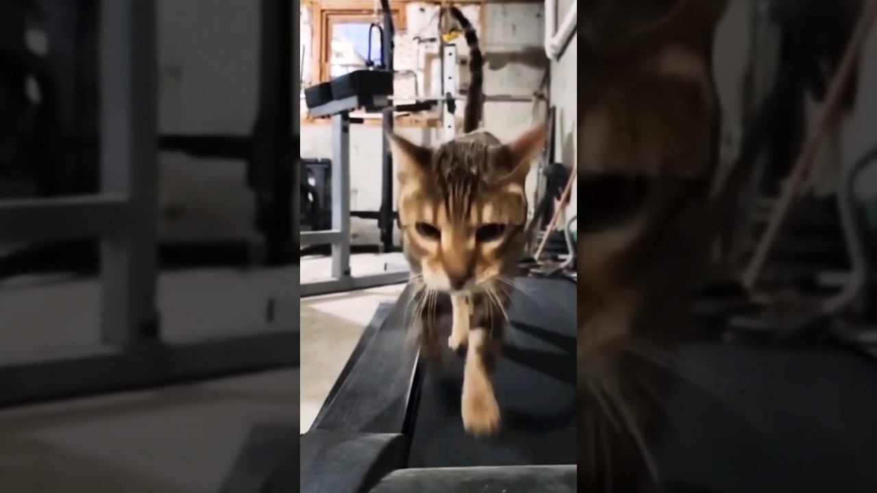 ▷Котик атлет◁ смотреть онлайн