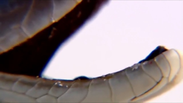 Самая быстрая ядовитая змея в мире ЧЕРНАЯ МАМБА ! смотреть онлайн