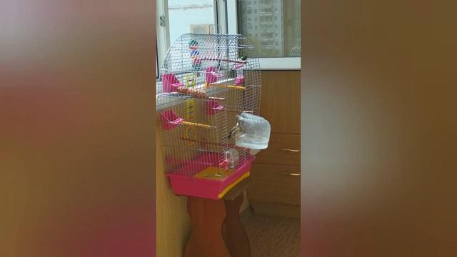 МОЯ ФАУНА! ПТИЧКА ПЕВЧАЯ КУПАЕТСЯ! ДОМАШНИЙ ПИТОМЕЦ ЩЕГОЛ И МОИ ЦВЕТЫ! КОЛЛЕКЦИЯ ЦВЕТЕТ, ПТИЦА ПОЕТ смотреть онлайн