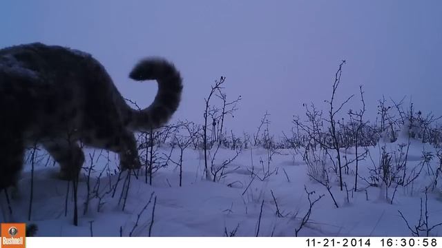 Видно, как взрослый самец реагирует на елеуловимый звук, издаваемый фотоловушкой смотреть онлайн