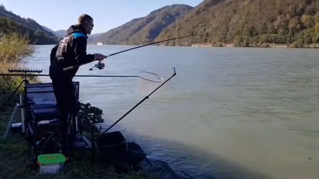 Благородный усач 😉 Вываживание Дунай смотреть онлайн