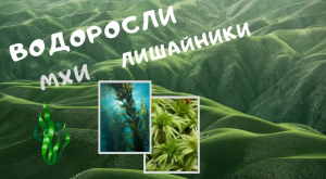 Водоросли. Строение водорослей. Мхи (мохообразные). Лишайники. Видеоурок. Биология 6 класс 7. ЕГЭ