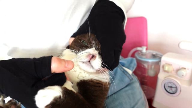 どうしても治らない猫の鼻炎、だけどわりと快適に暮らす猫のチョコ смотреть онлайн