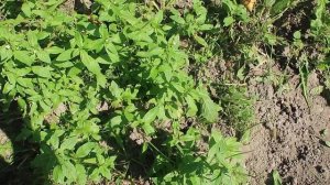 Кипрей мелкоцветковый является маркером мужской силы.