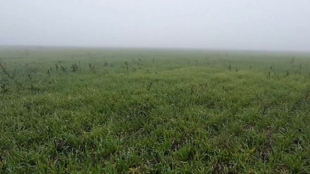 Болезни ячменя VS КмК. смотреть онлайн