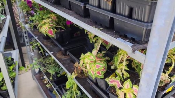 Clearance Garden Shopping 🏵🌸🌺🌿