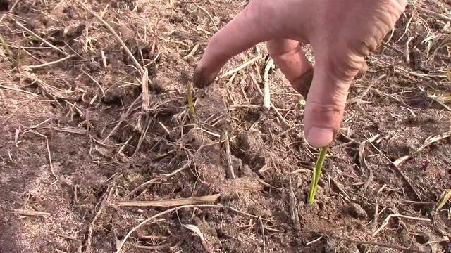 Равномерные всходы чеснока 2021. Первый выезд на участок. смотреть онлайн