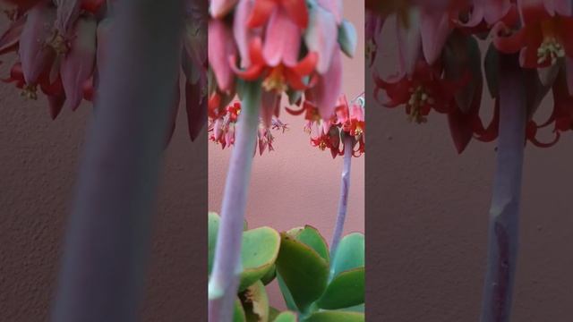 Cotyledon Orbiculata in Beautiful bloom смотреть онлайн