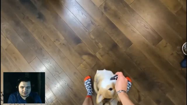 РЕАКЦИЯ НА ЭДИСОНА | МОЯ СОБАКА ВПЕРВЫЕ УЧИТ КОМАНДЫ! смотреть онлайн