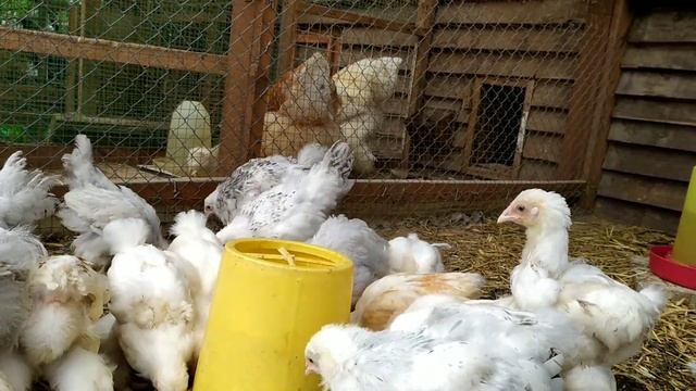 Куры и цыплята породы брама Лимон ,брама Изабель,брама Колумбийская