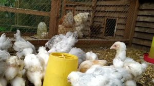 Куры и цыплята породы брама Лимон ,брама Изабель,брама Колумбийская