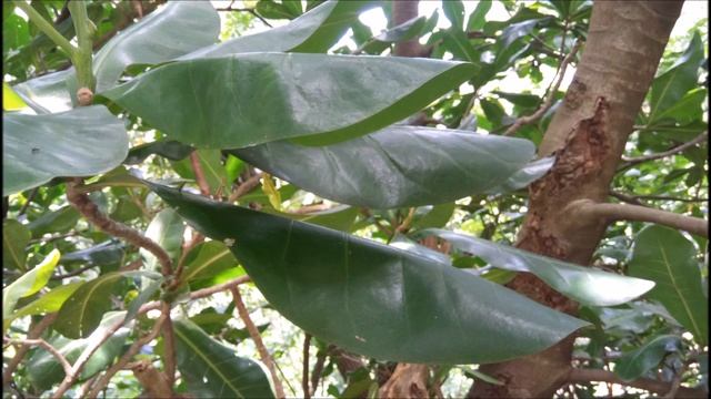 Barringtonia asiatica || RIMBA ILMU plant смотреть онлайн