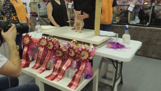 Представление сфинкса. смотреть онлайн