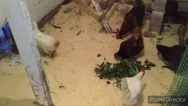 ✔Что Я Делаю для Отличной Яйценоскости у Кур?❗//В Таком Курятнике Куры Несут Яйца и Зимой и Летом. смотреть онлайн