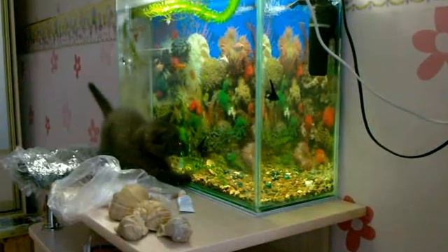 котенок рыболов смотреть онлайн