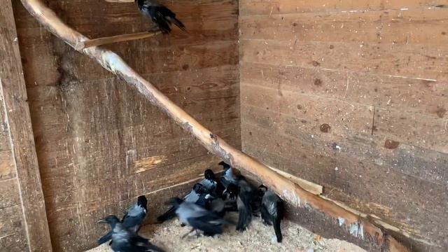 Муж и жена - одна ворона смотреть онлайн