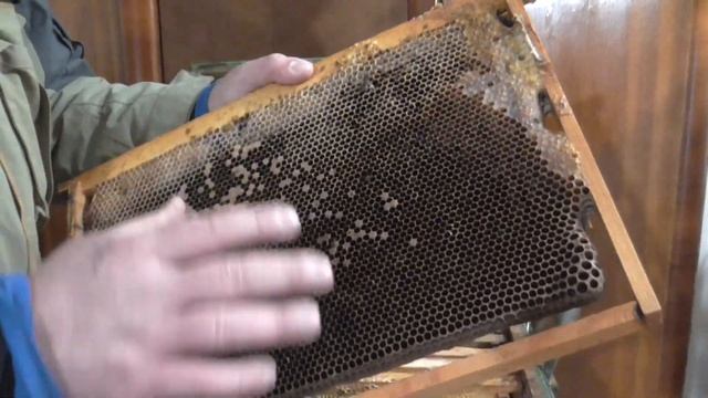 Пропала пчелиная семья, что делать дальше.