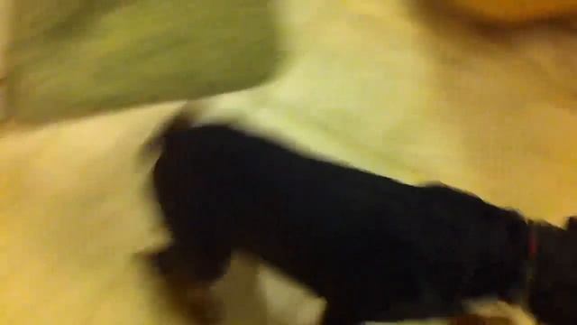 Frank N. Stein vs the Squirrel смотреть онлайн