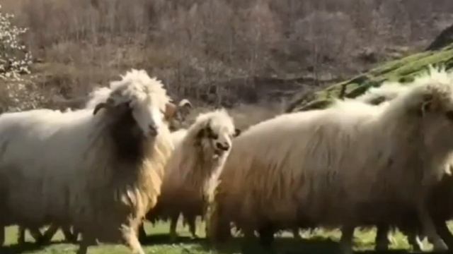 В мире животных. Мустанги смотреть онлайн