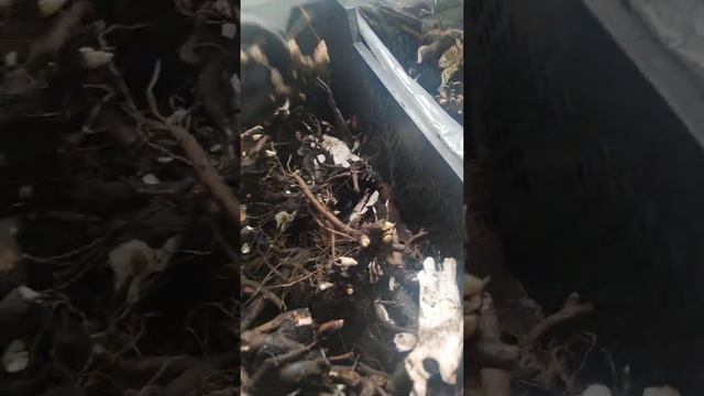 PeonyMAX. com jak wyglądają karpy przed i po dzieleniu.... смотреть онлайн