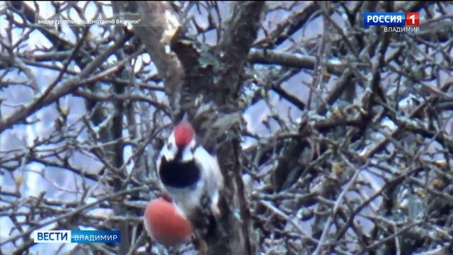 белоспинный дятел смотреть онлайн
