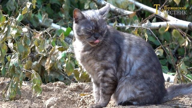 Благоустройство Торжка смотреть онлайн