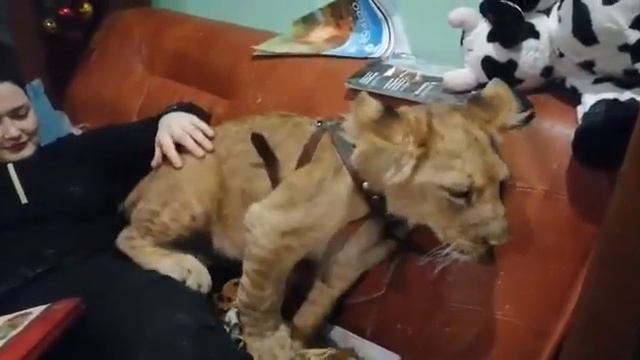 Зевс, ну бывает смотреть онлайн