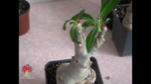 Всё о ЗИМОВКЕ адениумов в наших домах