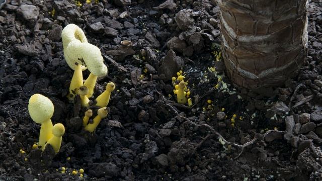 Leucocoprinus birnbaumii смотреть онлайн
