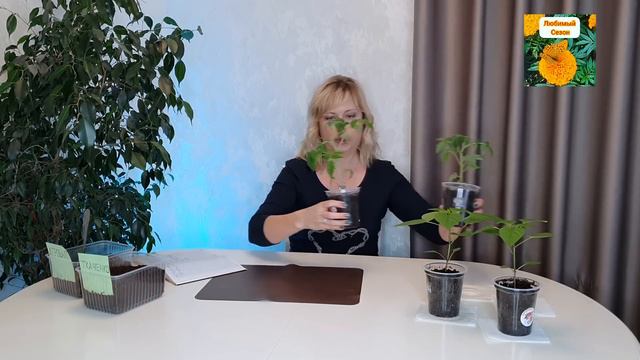 СРАВНЕНИЕ ГРУНТА ИП ТКАЧЕНКО И ТОРФА АГРОБАЛТ-С. СТОИТ ЛИ ИХ ПОКУПАТЬ? смотреть онлайн