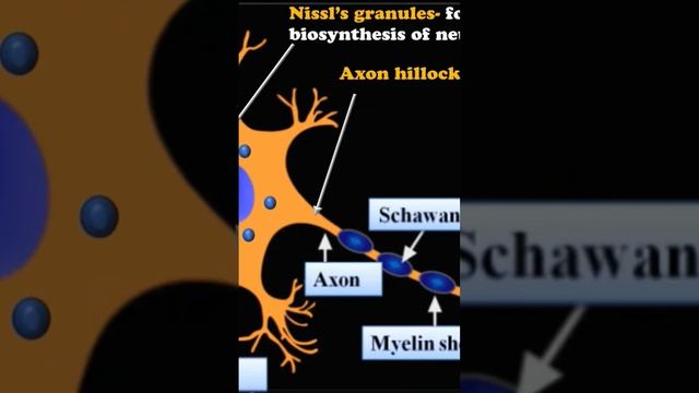 Neuron structure, Nerve cell structure, axon, dendron, axon hillock, myeline sheth, node of ranvier смотреть онлайн