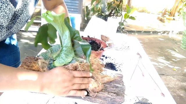 #chifre De#veado#replantes#passo A Passo...