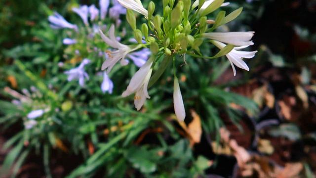 Agapanto Planta Cuidados | ¡Hermosas Flores Para Jardín Muy Resistentes!