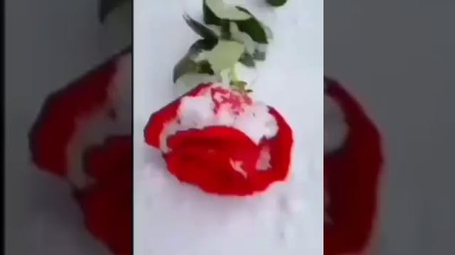 Желаю счастья, мира и добра. Будьте любимые и Богом хранимые! ??? смотреть онлайн