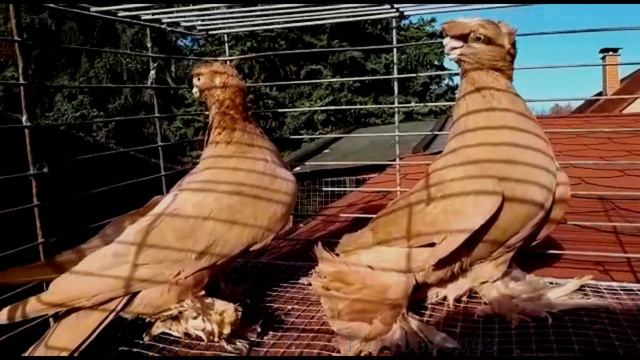 Узбекские Двухчубые Голуби в чистоте уже 15 лет / Usbekische Tauben in Germany смотреть онлайн