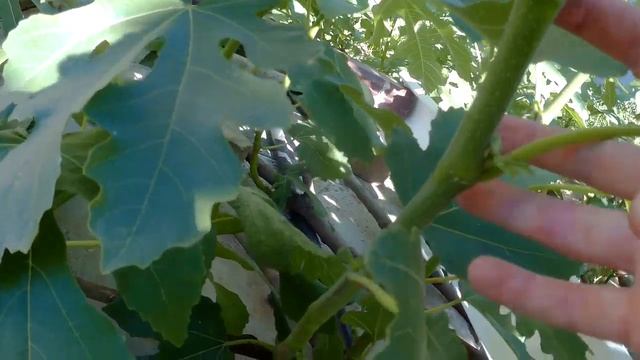 Инжир Заканчиваем прищипку Фиги растут смотреть онлайн