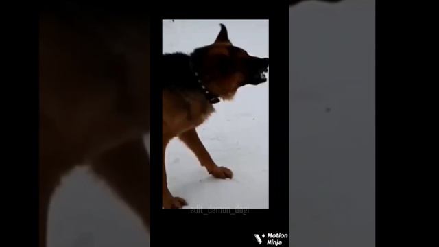 доберман и немец #врекомендации #врек #пон #эдит смотреть онлайн