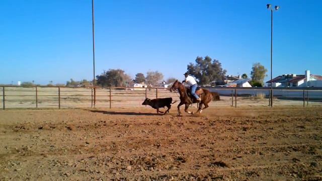 Using a break away rope. смотреть онлайн