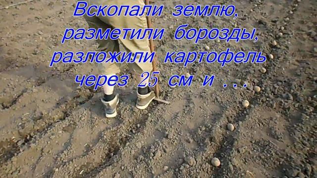 Самодельная ручная сажалка для картофеля -часть 2 + всходы! смотреть онлайн