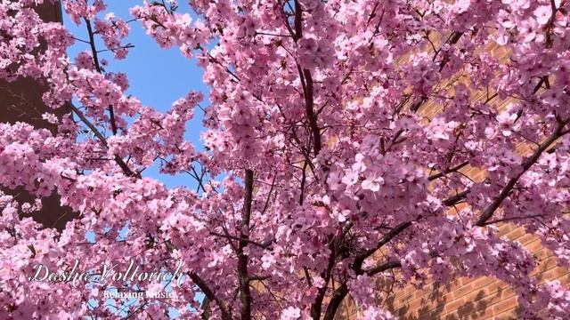 Relaxing Piano Music – Spring Flowers смотреть онлайн